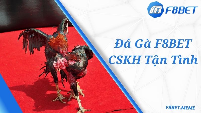 Dịch vụ CSKH tận tình