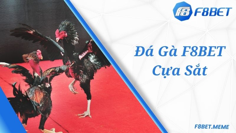 Cược đá gà cựa sắt